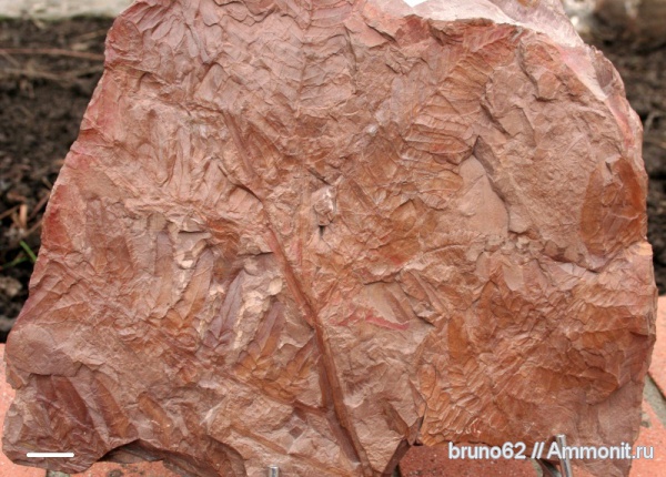 Carboniferous, Neuropteris tenuifolia, Neuropteris, Bolsovian, France, plants from Liévin aera