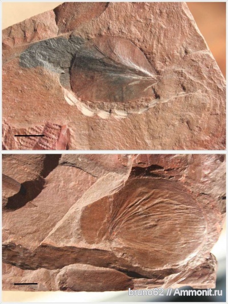 Carboniferous, Cyclopteris, Bolsovian, France, plants from Liévin aera