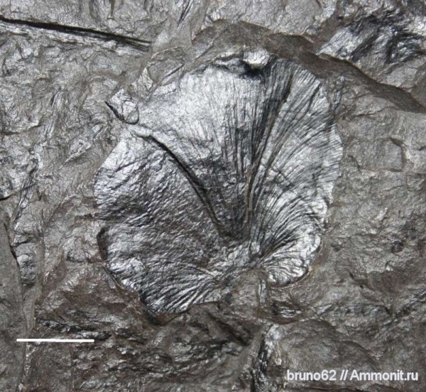Carboniferous, Cyclopteris, Bolsovian, France, plants from Liévin aera