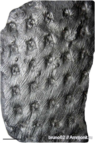 Carboniferous, Asolanus, Bolsovian, France, plants from Liévin aera