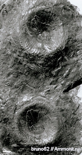 Carboniferous, Bothrodendron, Bolsovian, France, plants from Liévin aera