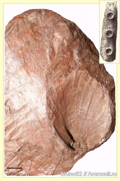 Carboniferous, Bothrodendron, Bolsovian, France, plants from Liévin aera