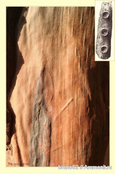 Carboniferous, Bothrodendron, Bolsovian, France, plants from Liévin aera