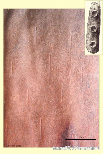 Carboniferous, Bothrodendron, Bolsovian, France, plants from Liévin aera