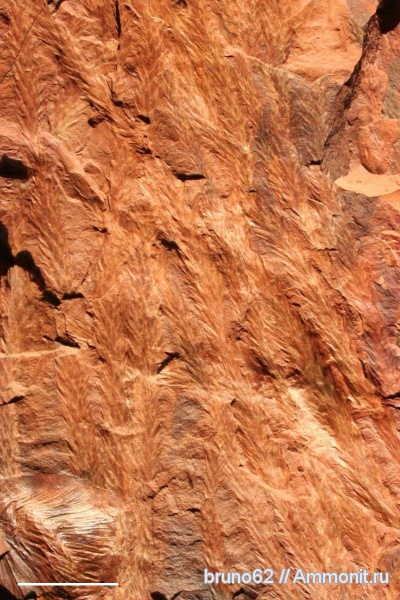 Carboniferous, Bothrodendron, Bolsovian, France, plants from Liévin aera