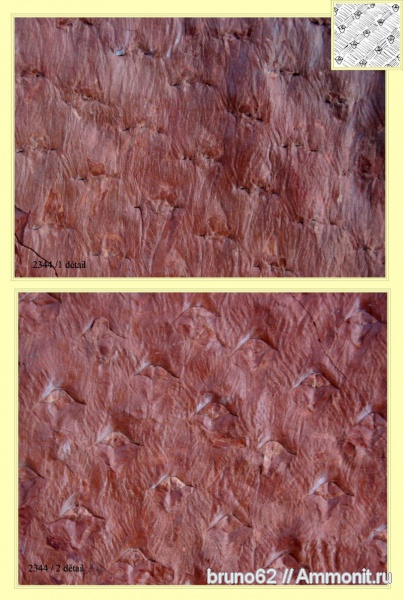 Carboniferous, Asolanus, Bolsovian, France, plants from Liévin aera