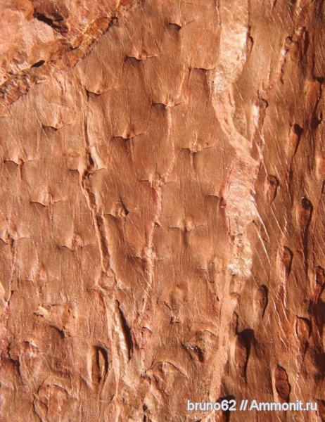 Carboniferous, Asolanus, Bolsovian, France, plants from Liévin aera