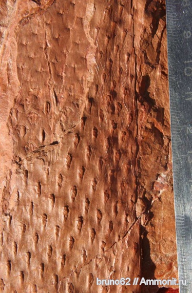 Carboniferous, Asolanus, Bolsovian, France, plants from Liévin aera