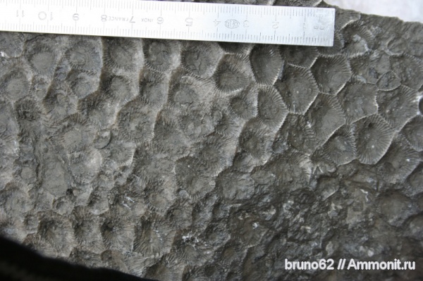 Devonian fauna from northern France