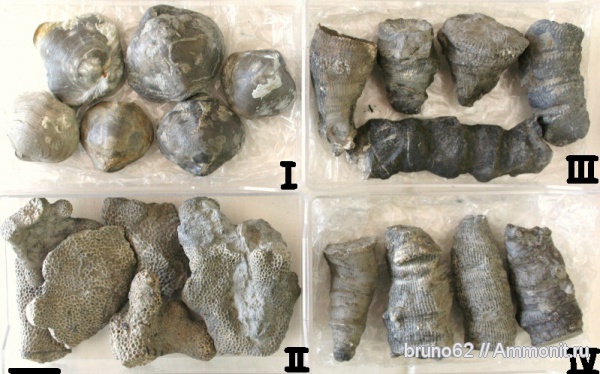 Athyris, Athyris concentrica, devonian fauna from Ferques aera, northern France, Thamnopora, Cyathophyllum