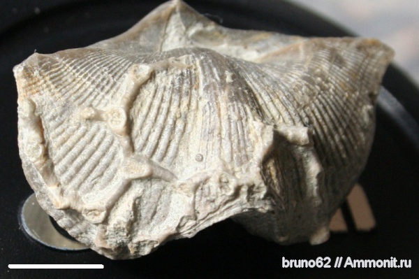 Aulopora, Spiriferida, обрастание, devonian fauna from Ferques aera, northern France, encrustation of brachiopods, Epizoans