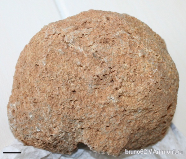 devonian fauna from Ferques aera, northern France, Thecostegites