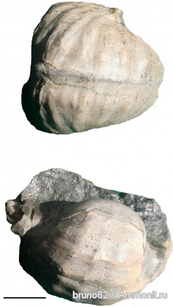 Pharkidonotus, Carboniferous fauna from USA
