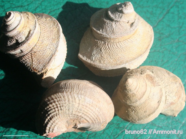 Worthenia, Carboniferous fauna from USA, Worthenia tabulata