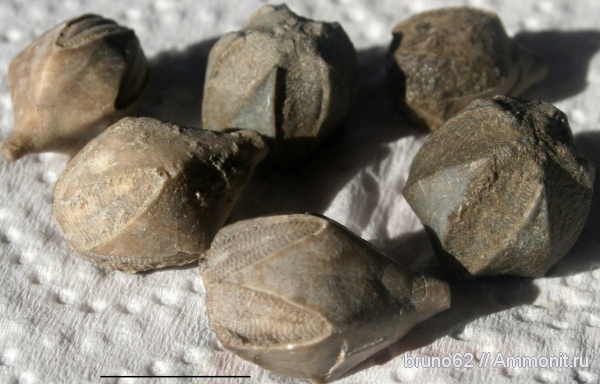 иглокожие, бластоидеи, Carboniferous fauna from USA, Pentremites, Blastoidea