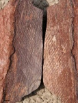 Bothrodendron bark