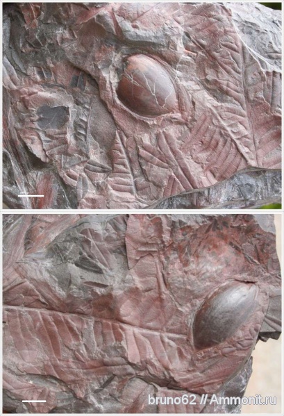 Carboniferous, Pachytesta, seed