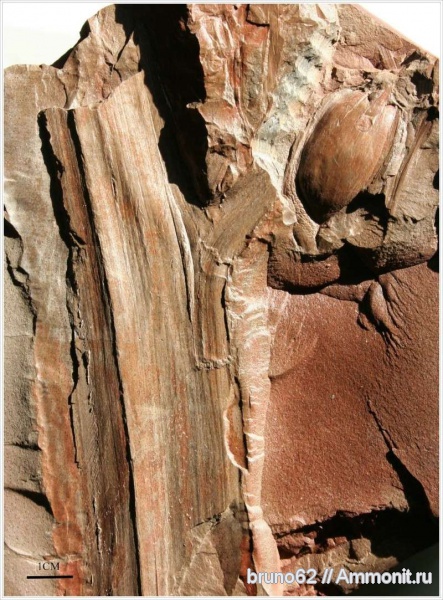 Carboniferous, Pachytesta, seed