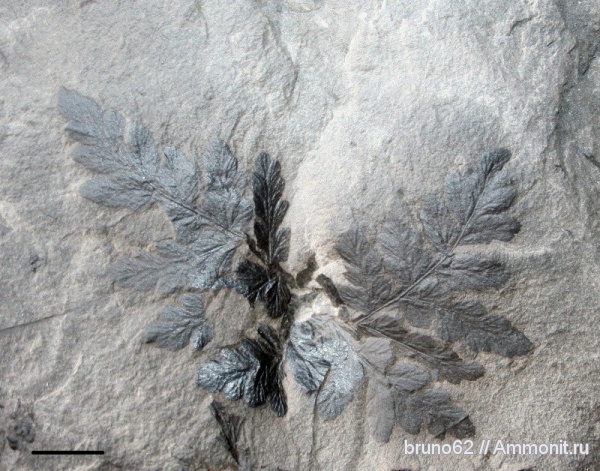 Carboniferous flora from Liévin, Fortopteris