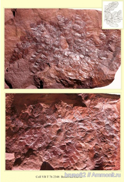Carboniferous, Bolsovian, France, plants from Liévin aera, Fortopteris