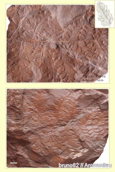 Carboniferous, Bolsovian, France, plants from Liévin aera, Fortopteris