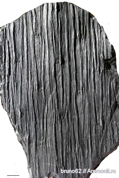 Carboniferous, Sigillaria, Bolsovian, France, plants from Liévin aera