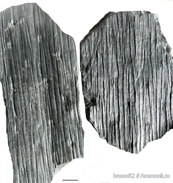 Carboniferous, Sigillaria, Bolsovian, France, plants from Liévin aera