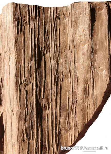 Carboniferous, Sigillaria, Bolsovian, France, plants from Liévin aera