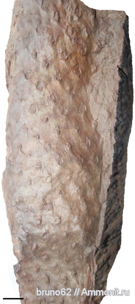 Carboniferous, Asolanus, Bolsovian, France, plants from Liévin aera