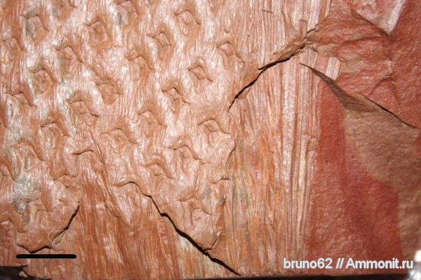 Carboniferous, Asolanus, Bolsovian, France, plants from Liévin aera