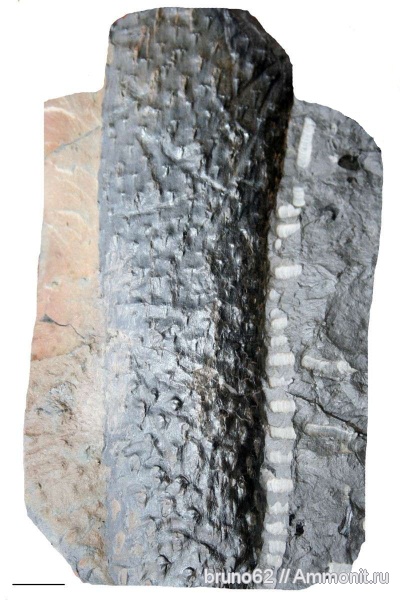 Carboniferous, Asolanus, Bolsovian, France, plants from Liévin aera