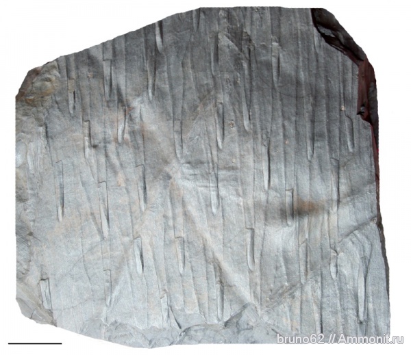 Carboniferous, Lepidodendron, Knorria, Bolsovian, France, plants from Liévin aera