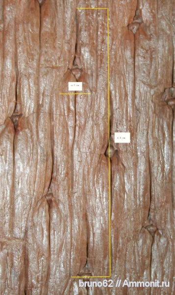 Carboniferous, Lepidodendron, Bolsovian, France, plants from Liévin aera