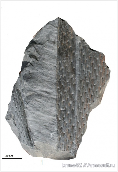 Carboniferous, Lepidodendron, Bolsovian, France, plants from Liévin aera