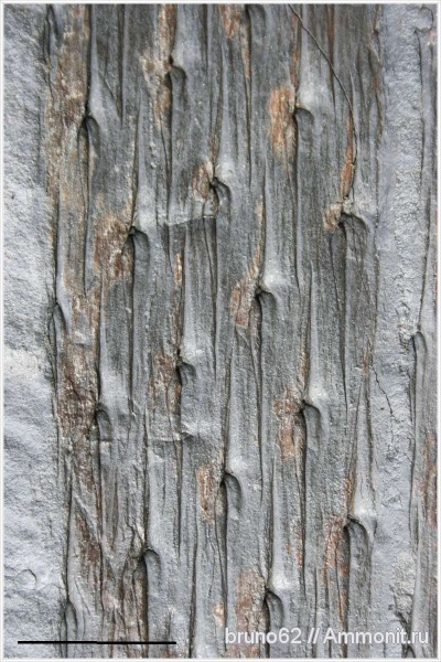 Carboniferous, Lepidodendron, Bolsovian, France, plants from Liévin aera