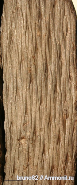 Carboniferous, Lepidodendron, Bolsovian, France, plants from Liévin aera