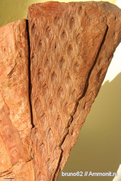 Carboniferous, Bolsovian, France, plants from Liévin aera