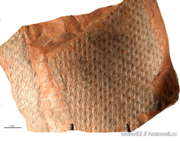 Carboniferous, Lepidodendron, Bolsovian, France, plants from Liévin aera