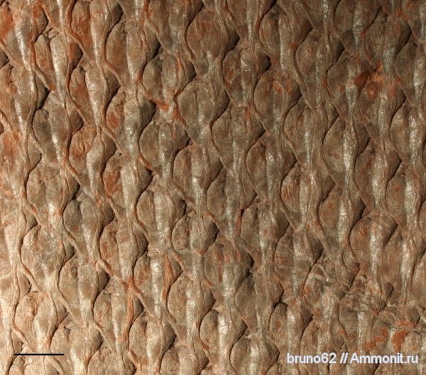 Carboniferous, Lepidodendron, Bolsovian, France, plants from Liévin aera