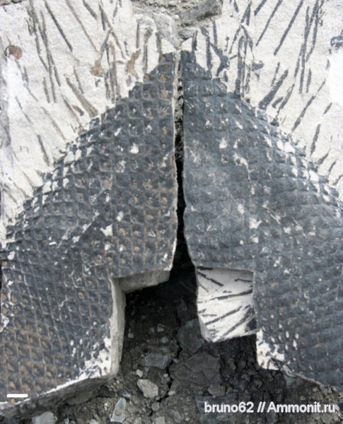 carboniferous plants from Puertollano Spain, Omphalophloios carboniferous plants from Puertollano Spain, Omphalophloios