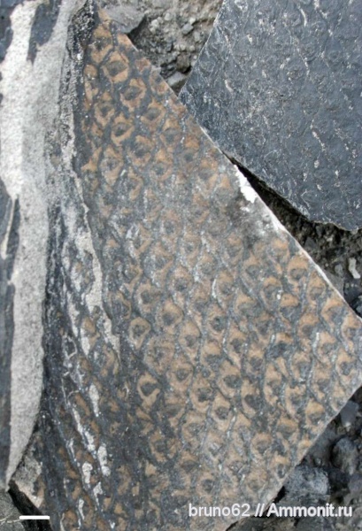 carboniferous plants from Puertollano Spain, Omphalophloios