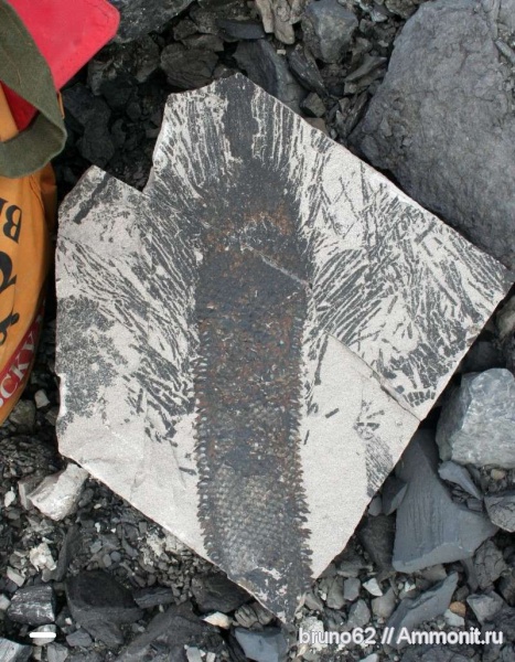 carboniferous plants from Puertollano Spain, Omphalophloios