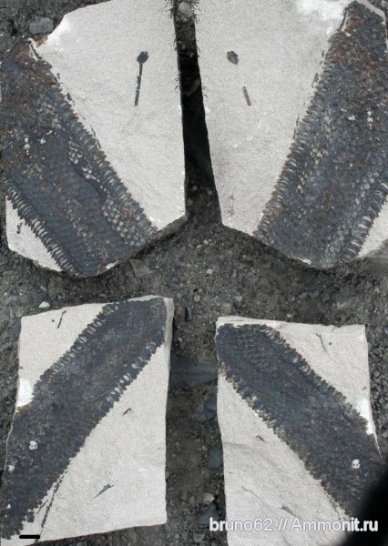 carboniferous plants from Puertollano Spain, Omphalophloios