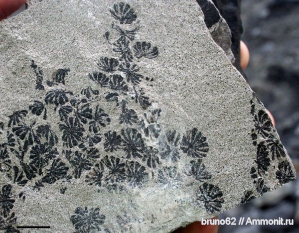 Annularia, carboniferous plants from Puertollano Spain