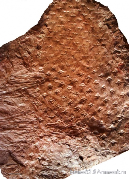 Carboniferous, Asolanus, Bolsovian, France, plants from Liévin aera