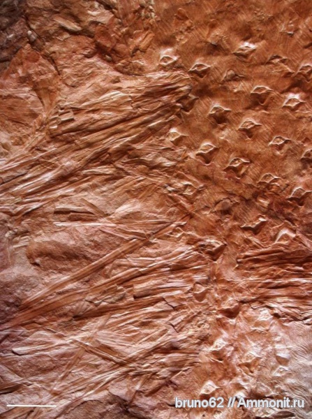 Carboniferous, Asolanus, Bolsovian, France, plants from Liévin aera