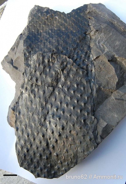 Carboniferous, Asolanus, Bolsovian, France, plants from Liévin aera