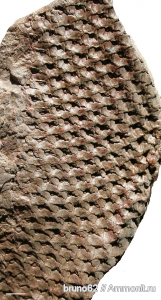 Carboniferous, Lepidophloios, Bolsovian, France, plants from Liévin aera