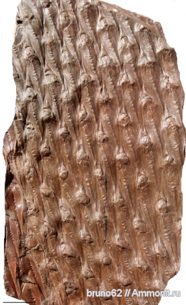 Carboniferous, Lepidodendron, Bolsovian, France, plants from Liévin aera