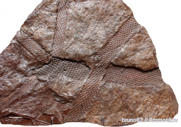 Carboniferous, Lepidodendron, Bolsovian, France, plants from Liévin aera